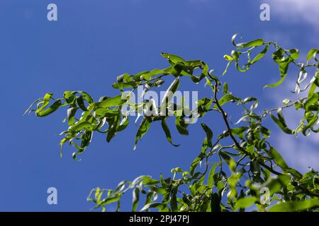 Draghi artiglio rami salice con nuove foglie e fiori contro il cielo blu - nome latino - Salix matsudana tortuosa. Foto Stock