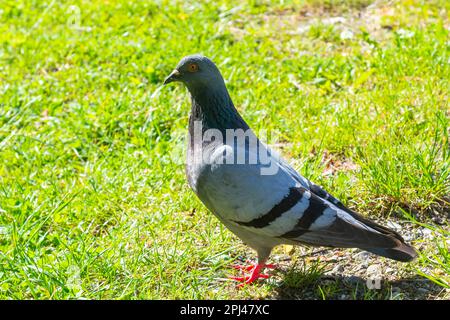 Piccione sull'erba. Pollame e piante. Piccione della città nel parco. Un uccello. Foto Stock