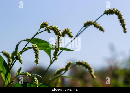 Persicaria longiseta è una specie di pianta fiorita della famiglia delle annodate conosciuta dai nomi comuni pollice della signora orientale, pollice della signora briestly, Asi Foto Stock