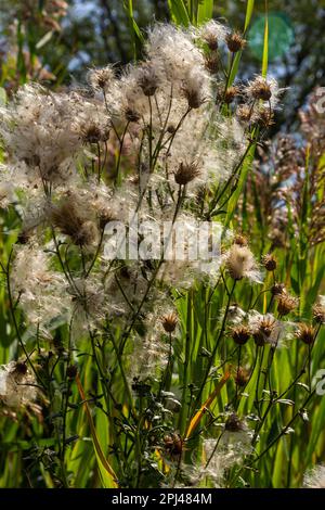 Il Cirsium arvense è una specie di piante perenni della famiglia dei cardi dell'astro. Piante autunnali con semi. Piante medicinali. Foto Stock