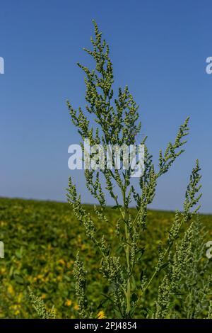 L'album Chenopodium è un tipo di album annuale grigio-verde erbaceo, coperto da piante grigiastre in polvere della famiglia delle Lobodacee. Foto Stock