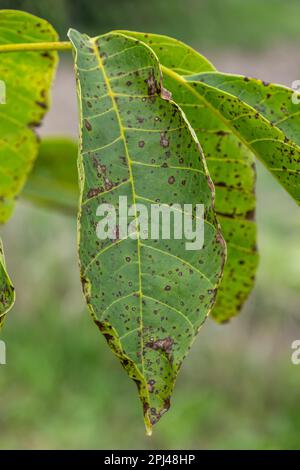 Noce antracnosio o noce nero macchia - Gnomonia, Ophiognomonia leptostyla, fungal pianta pathogen. Foto Stock