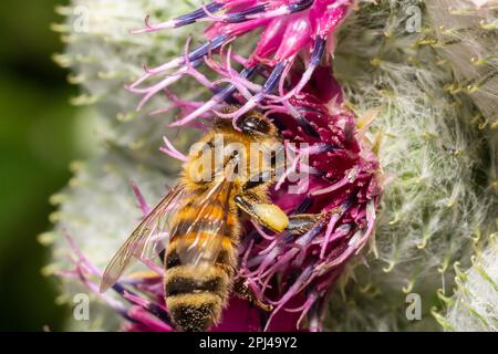 Bee su germogli di burdock di minore entità, vista ravvicinata con messa a fuoco selettiva in primo piano. Foto Stock