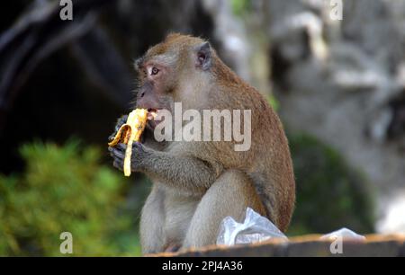 Thailandia, Phang-nga: scimmia mangiare una banana al di fuori del tempio buddista Wat Tham Suwankhuha (Tempio della Grotta Paradiso). Le scimmie sono alimentate dal monaco Foto Stock