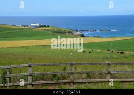 Irlanda del Nord, Contea di Antrim, Causeway Coast: Chiesa Parrocchiale di Ballintoy dipinta di bianco, vista da Carrick-a-Rede. Foto Stock