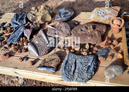 Marocco, Ammoniti, Trilobiti, Goniatiti, Orthoceras e altri fossili esposti per la vendita in un luogo vicino a Rissani, dove le barriere coralline usavano esitare Foto Stock