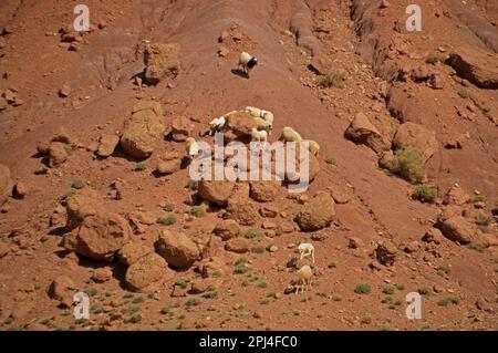 Marocco, Montagne dell'Alto Atlante: Pecora sicura in cerca di erba sulle rocce sterili in Ouad Ounila (fiume-valle di Ounila) a circa 1800 metri a. Foto Stock