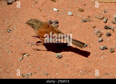 Casa Bunting (Emberiza sahari) (maschio) a Telouet, Marocco, a 1800 metri. Foto Stock