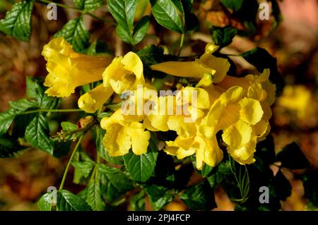 Marocco: Fiori del Trumpetbush giallo (Tecoma stans) a Marakesh. Foto Stock