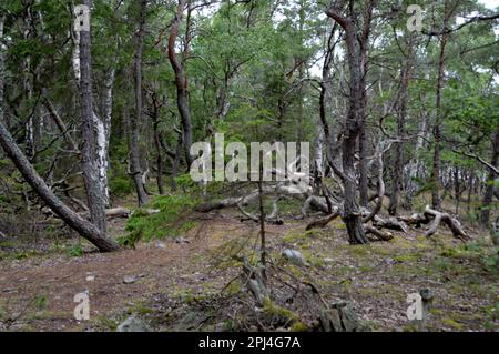 Svezia, isola di Öland: La "foresta incantata", una confusione di querce e pini avvolti dal vento nella riserva naturale di Trollskogen, sulla punta settentrionale del Th Foto Stock