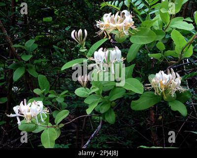 Cile. Chaiten: Honeysucklea selvatica (Lonicera sp.) Nella foresta pluviale temperata della Valdivia vicino alle sorgenti termali di El Amarillo. Foto Stock