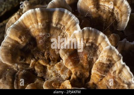 Fungo del sepiario di Gloeophyllum sull'albero nella foresta. Polipo arrugginito. Foto Stock