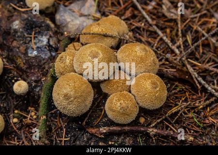 Il Lycooperdon umbrinum è un fungo puffball commestibile, foto macro impilate. Foto Stock