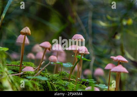 Funghi non commestibili Mycena rosella nella foresta di abete rosso. Noto come cofano rosa. Funghi selvatici che crescono nel muschio. Foto Stock