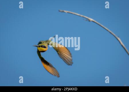 Il piccolo mangiatore di api vola dal ramo verso la telecamera Foto Stock