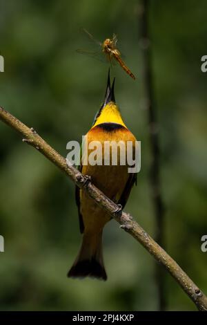 Il piccolo mangiatore di api lancia la libellula in aria Foto Stock