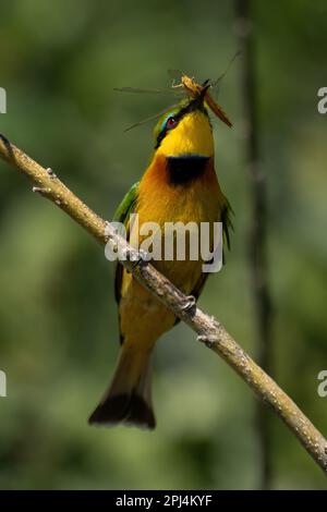 Piccolo ape-mangiatore tiene libellula su ramo sottile Foto Stock