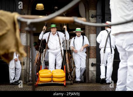 ALKMAAR - Paesi Bassi, 31/03/2023, il formaggio viene pesato durante l'apertura del primo mercato del formaggio della stagione presso il Waagplein. ANP KOEN VAN WEEL netherlands out - belgium out Foto Stock