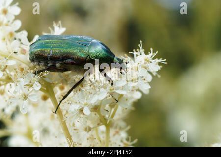 Coleottero di rosa sul fiore di pianta di meadowSweet Foto Stock