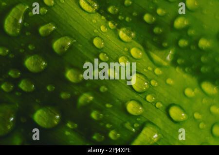 Primo piano di una foglia con gocce d'acqua su di essa Foto Stock