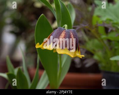 Il cioccolato e giallo su girò fiori campanaria di Fritillaria uva-vulpis Foto Stock