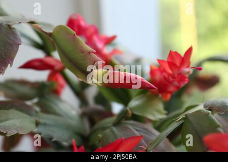 Bel cactus di granchio con fiori rossi, primo piano Foto Stock