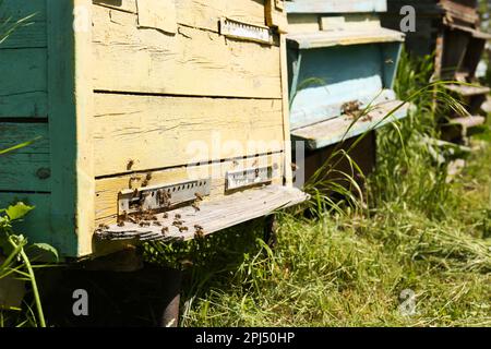 Vecchie orticaria di legno con api di miele all'aperto apiario nelle giornate di sole Foto Stock