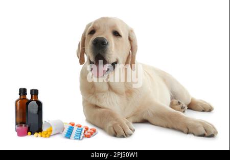 Vitamine per animali domestici. Cane carino, diverse pillole e sciroppo su sfondo bianco Foto Stock