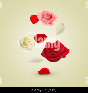 Belle rose tenere che volano su sfondo beige Foto Stock