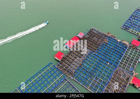 NINGDE, CINA - 28 MARZO 2023 - i lavoratori raccolgono cetrioli marini nella città di Ningde, provincia del Fujian, Cina, 28 marzo 2023. Foto Stock