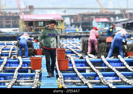 NINGDE, CINA - 28 MARZO 2023 - i lavoratori raccolgono cetrioli marini nella città di Ningde, provincia del Fujian, Cina, 28 marzo 2023. Foto Stock