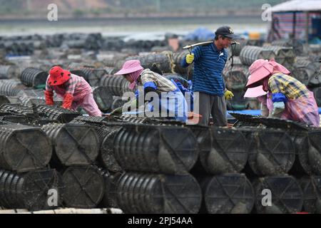 NINGDE, CINA - 28 MARZO 2023 - i lavoratori raccolgono cetrioli marini nella città di Ningde, provincia del Fujian, Cina, 28 marzo 2023. Foto Stock