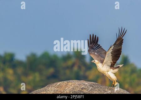 Un'aquila di mare dalle ventose bianche che decolora dalla roccia Foto Stock