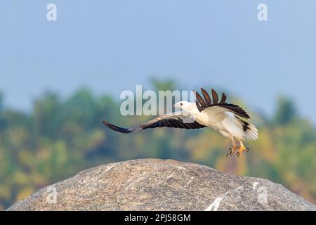 Un'aquila di mare dalle ventose bianche in volo su una roccia Foto Stock