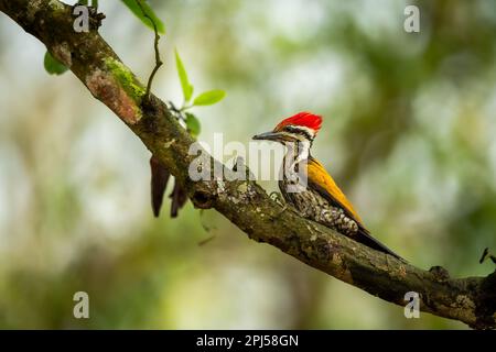 Picchio comune flameback o goldenback o picchio a tre punte o uccello Dinopium javanense persico in naturale scenico sfondo verde pilibhit india Foto Stock