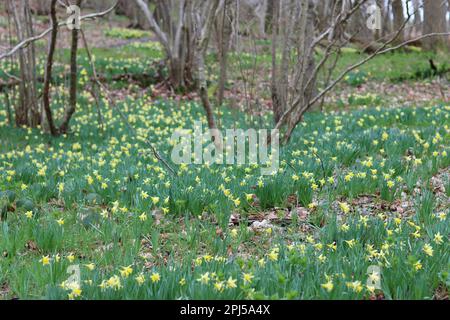 Masse di narcisi selvatiche bianche e gialle in primavera in un bosco Foto Stock