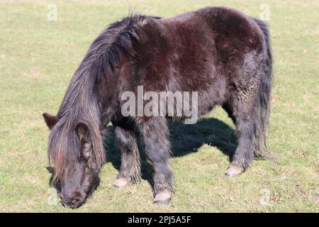 Pony delle Shetland pascolo pacificamente al sole primaverile in un campo erboso Foto Stock