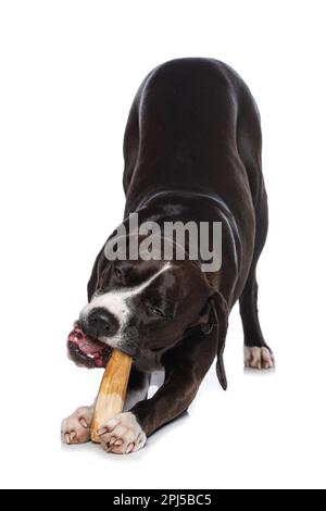 Cane di razza incrociata con un osso isolato su sfondo bianco Foto Stock