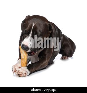 Cane di razza incrociata con un osso isolato su sfondo bianco Foto Stock