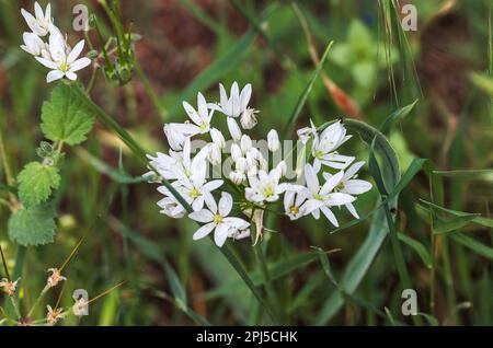 Cipolla napoletana, pianta con primo piano di petali bianchi Foto Stock