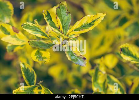 Euonymus, una pianta con belle foglie primo piano Foto Stock