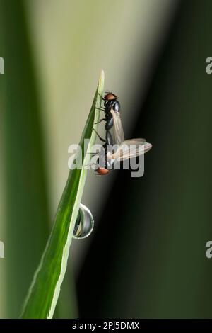 Picture Winged Fly, Ulidia eritrophthalma, Satara, Maharashtra, India Foto Stock