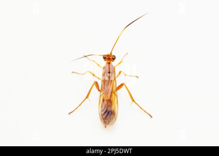 Comune mummia vespa, Aleiodes sp, Satara, Maharashtra, India Foto Stock