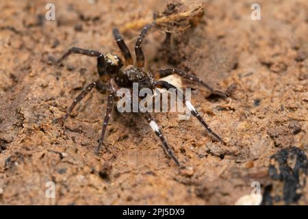 Terra ragno lupo dorsale, Pardosa sumatrana, Satara, Maharashtra, India Foto Stock