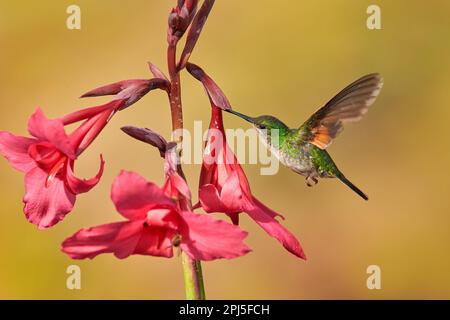 Volano colibrì con fiore rosso. Hummingbird con coda a strisce, Eupherusa eximia, Savegre, Cordillera de Talamanca in Costa Rica. Uccello nella natura Foto Stock