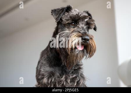 Primo piano del divano per cani piccolo Schnauzer nel soggiorno Foto Stock