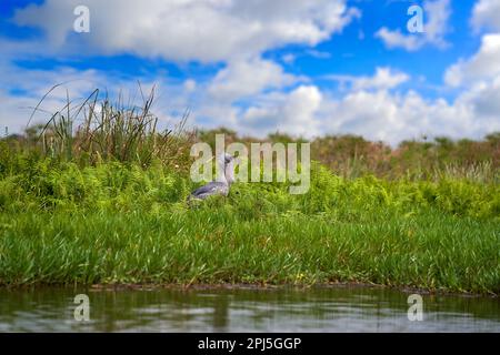 Fauna selvatica ugandese. Shoebla, Balaeniceps rex, nascosto nella vegetazione verde. Ritratto di uccello becco grande, palude di Mabamba. Birdwatching in Africa. Mistico Foto Stock