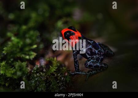 Ranitomeya benedicta, la rana di freccette del Beato veleno nell'habitat naturale della foresta. Dendrobates rana di pericolo dal Perù centrale e dal Brasile. Bella blu e. Foto Stock