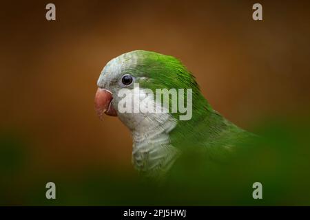 Pappagallo, bianco verde dettaglio primo piano ritratto. Parakeet monaco, Myiopsitta monachus, nella foresta scura. Pappagallo di Quaker da Santa Fé, Argentina, South Am Foto Stock