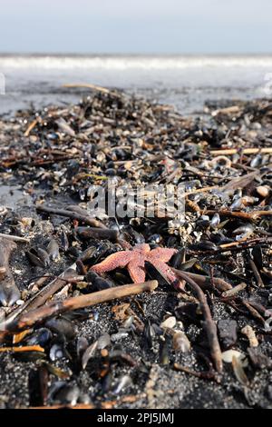 Starfish comune (Asterias rubens), cozze, vongole di Razor e altre creature marine lavate su Saltburn-by-the-Sea circondato da depositi di carbone marino Foto Stock